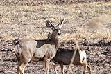 Deer Bosque Del Apache Dec 2018